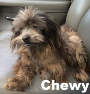 CHewy