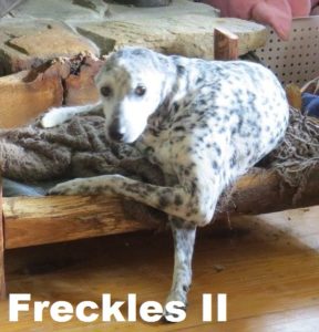Freckles 11