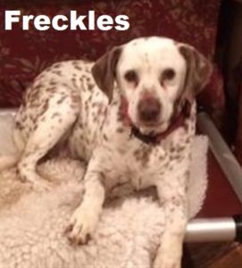 Freckles (Small)