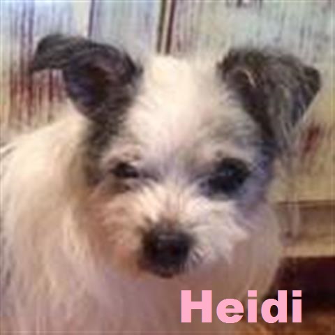 Heidi (Small)